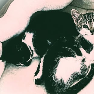 BrutusTheCat