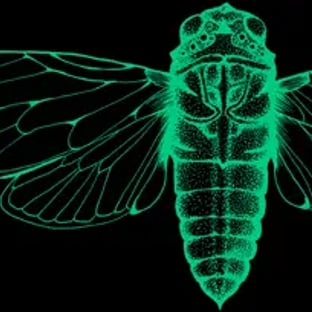 Cicada Conclave