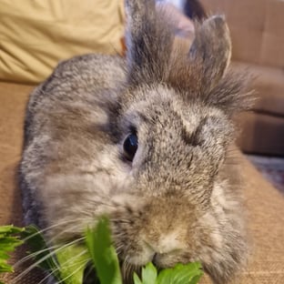 Drużyna Wesołego Fura