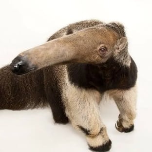 PatMat